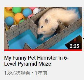 把仓鼠变成人的视频,奇幻生物的奇幻之旅