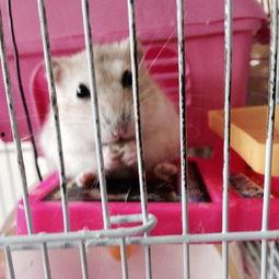 把仓鼠变成人的视频,奇幻生物的奇幻之旅