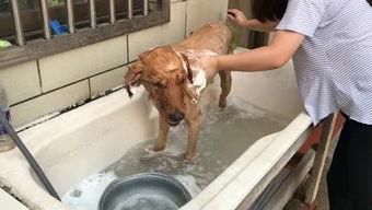 把仓鼠变成人的视频,奇幻生物的奇幻之旅