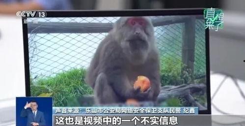 猴子会变成人吗视频,揭秘跨越物种的奇幻旅程