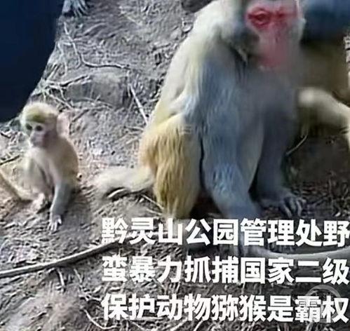 猴子会变成人吗视频,揭秘跨越物种的奇幻旅程