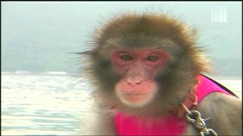 猴子会变成人吗视频,揭秘跨越物种的奇幻旅程