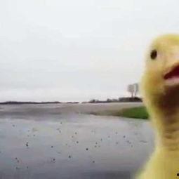 鸭子变成人类视频大全,鸭子变人类视频大盘点