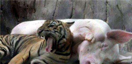 四虎成人午夜视频,一场成人世界的真实演绎